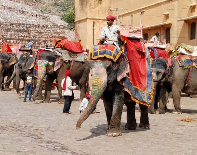 Elephant Village, Jaipur, Rajasthan - Vushii.com